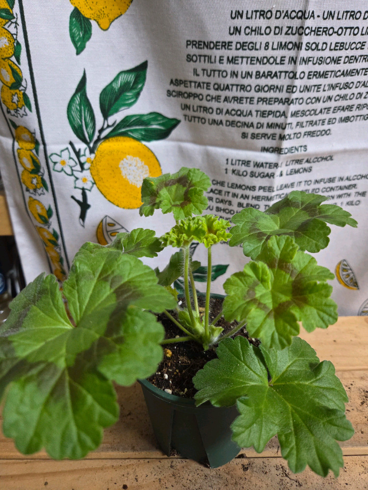 제라늄 2종분양 ㅡ 마음의비밀 ㆍ카르타고--1