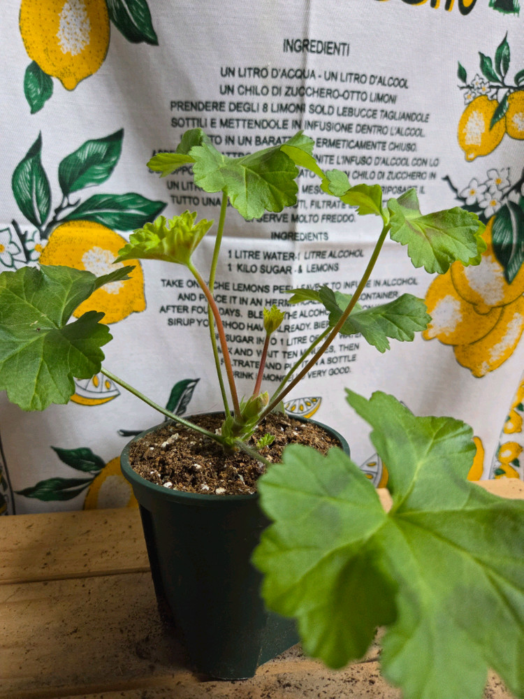 제라늄 2종분양 ㅡ 마음의비밀 ㆍ카르타고--2