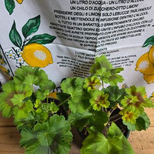 제라늄 2종분양 ㅡ 사랑의 와인 ㆍ모로칸프린세스