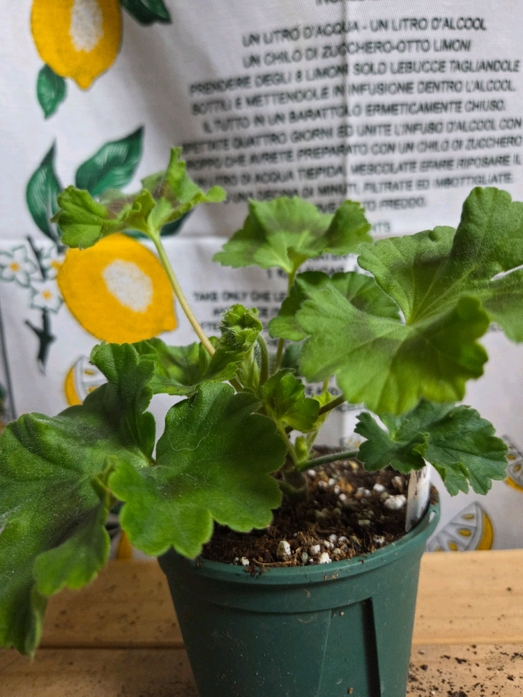 제라늄 2종분양 ㅡ 사랑의 와인 ㆍ모로칸프린세스--1