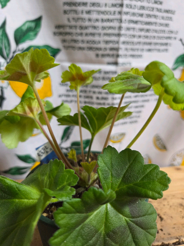 제라늄 2종분양 ㅡ 사랑의 와인 ㆍ모로칸프린세스--2