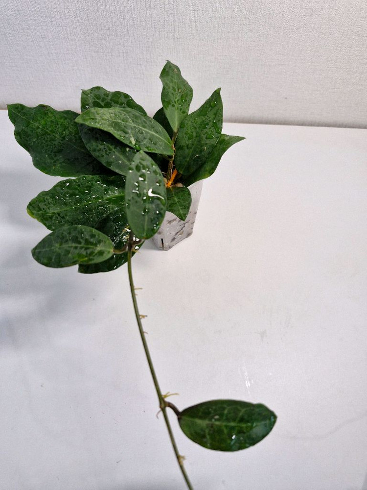 호야 패트리샤--1