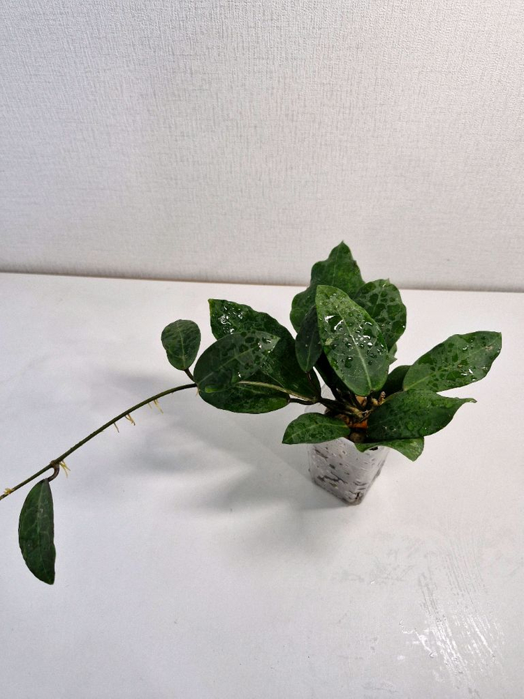 호야 패트리샤--3