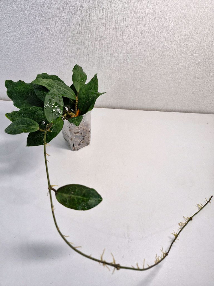 호야 패트리샤--4