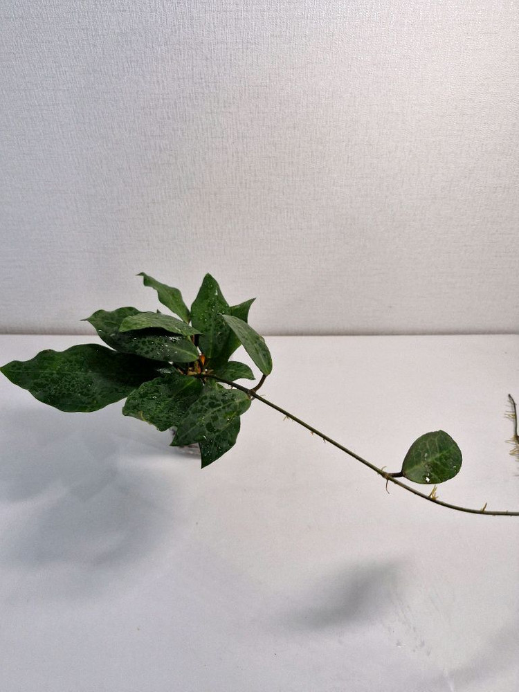 호야 패트리샤--5