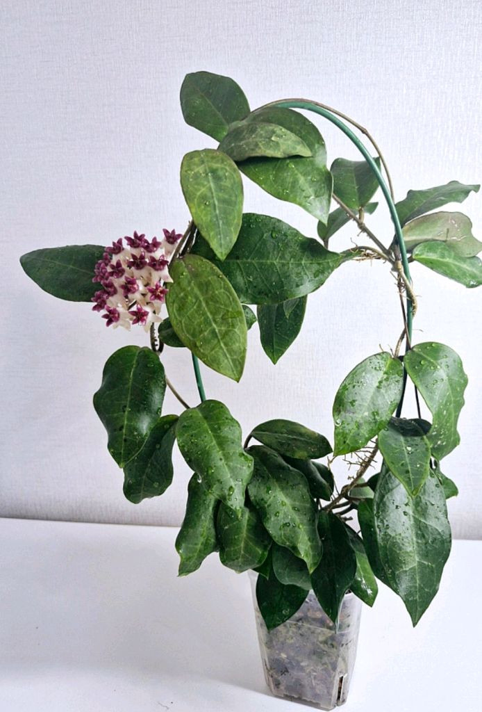 호야 패트리샤--6