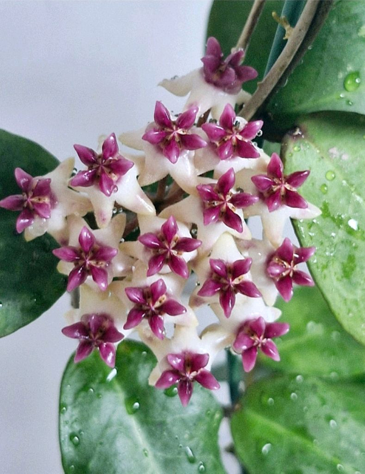 호야 패트리샤--7