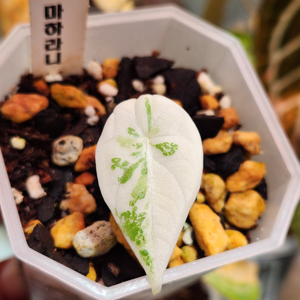 알로카시아 마하라니 알보 바리에가타