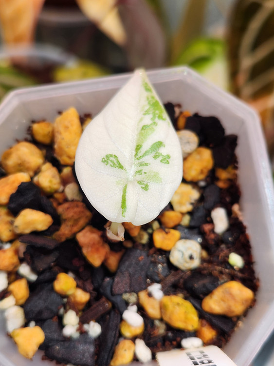 알로카시아 마하라니 알보 바리에가타--1