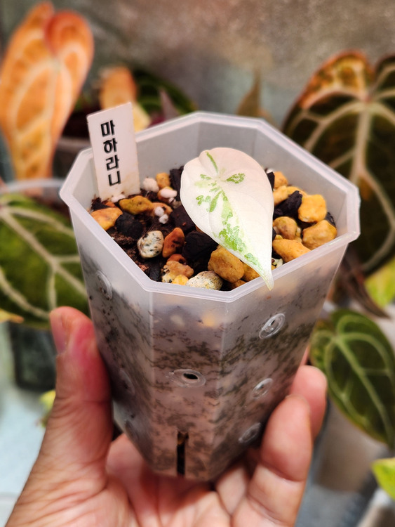 알로카시아 마하라니 알보 바리에가타--4