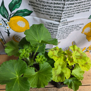 제라늄 2종분양 ㅡ 차밍레이지걸 ㆍ벤떼