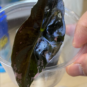 알로카시아 찬트리에 핑크 바리에가타(안스,호야x)