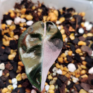 알로카시아 하트벌룬 핑크바리에가타 2개체