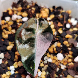 알로카시아 하트벌룬 핑크바리에가타 2개체