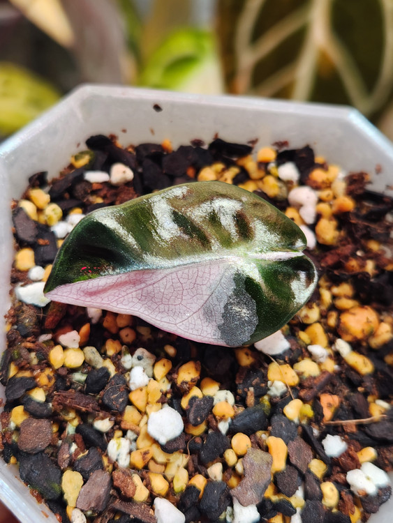 알로카시아 하트벌룬 핑크바리에가타 2개체--1