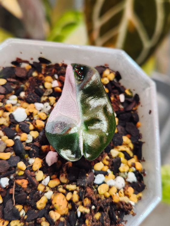 알로카시아 하트벌룬 핑크바리에가타 2개체--2