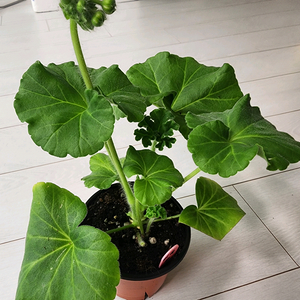 ug모험가 제라늄