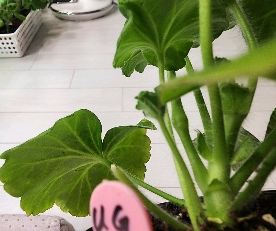 ug모험가 제라늄--1