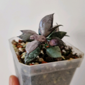 호야 라쿠노사 바이올렛