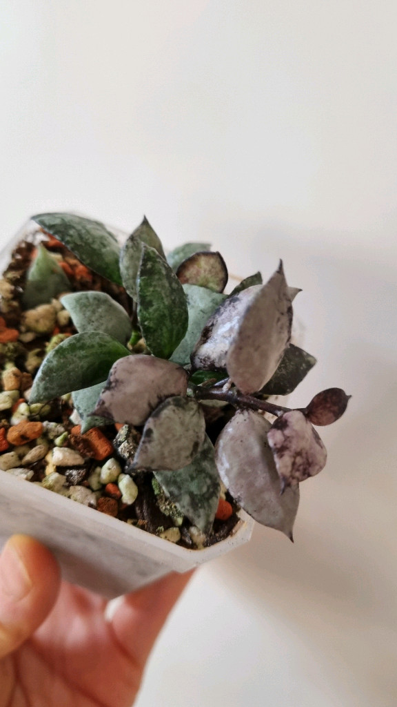 호야 라쿠노사 바이올렛--1