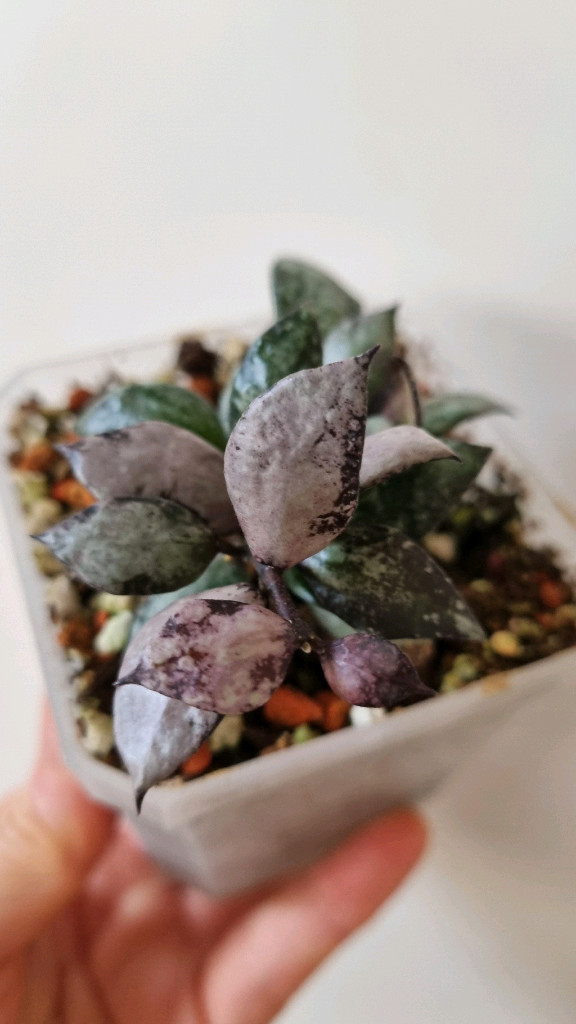 호야 라쿠노사 바이올렛--2