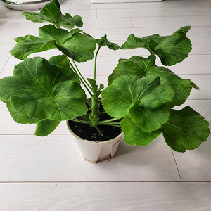 퍼팩트러브제라늄