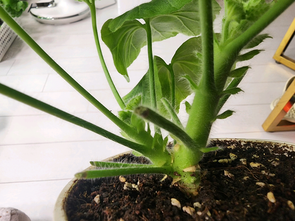 퍼팩트러브제라늄--1