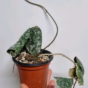 호야 임브리카타