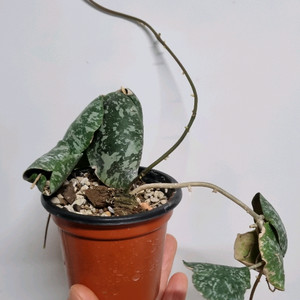 호야 임브리카타