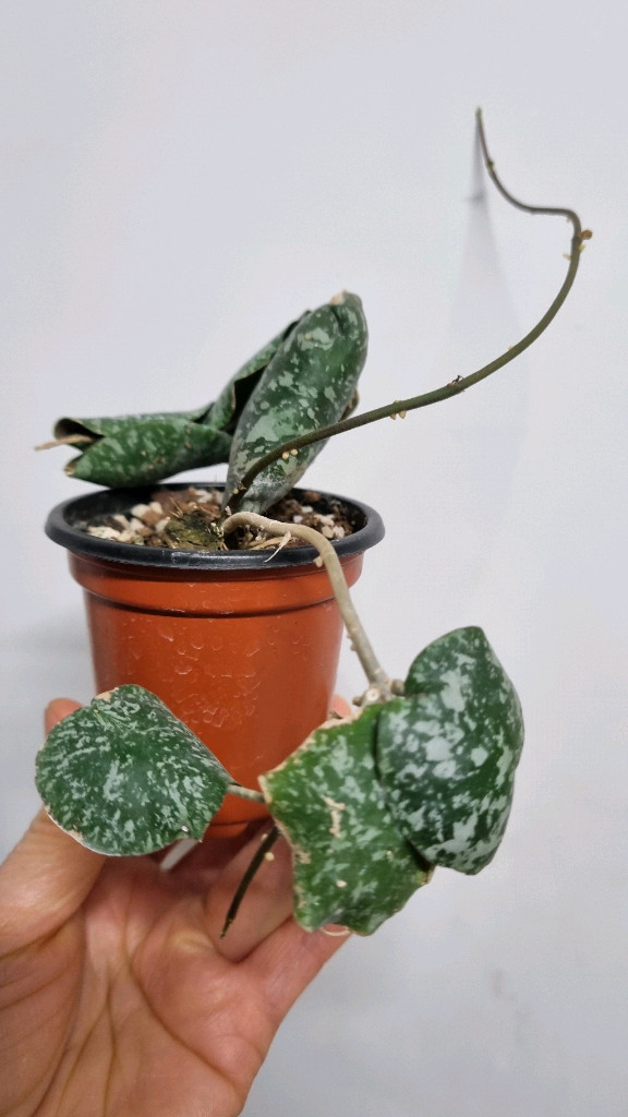 호야 임브리카타--1