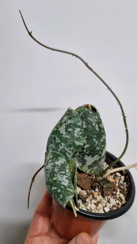 호야 임브리카타--2