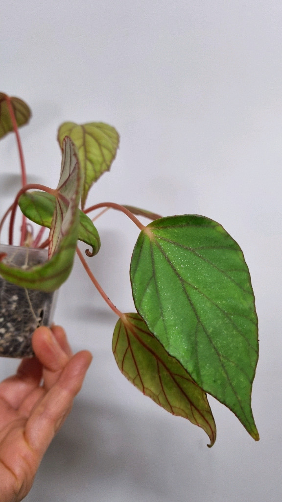 베고니아 롱가--1