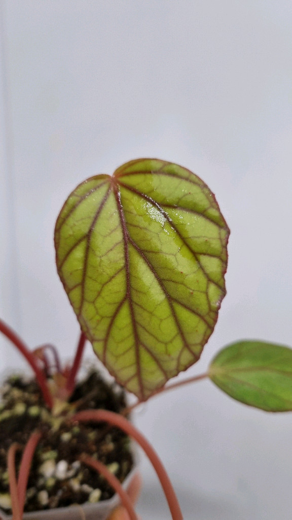 베고니아 롱가--2