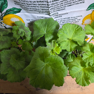 제라늄 3종분양 ㅡ 심카펠라 ㆍ맛있는조각ㆍ북안드로메다