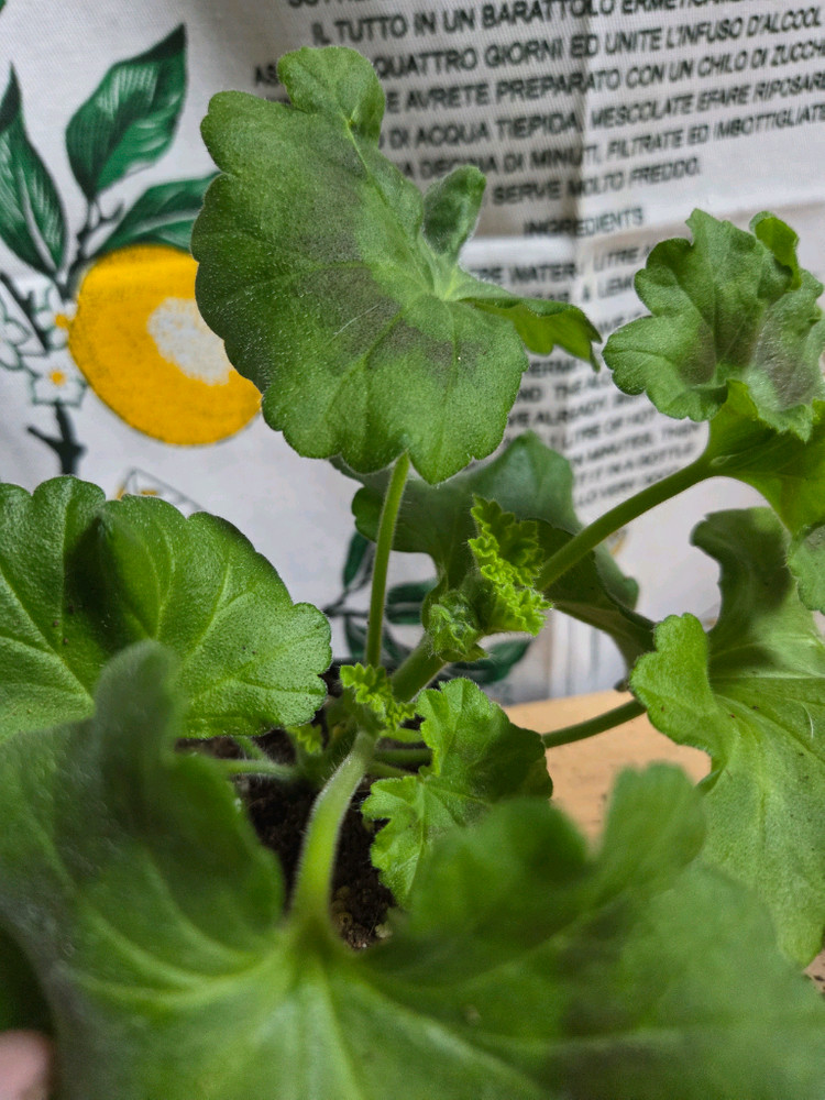 제라늄 3종분양 ㅡ 심카펠라 ㆍ맛있는조각ㆍ북안드로메다--1