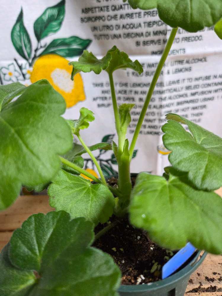 제라늄 3종분양 ㅡ 심카펠라 ㆍ맛있는조각ㆍ북안드로메다--2