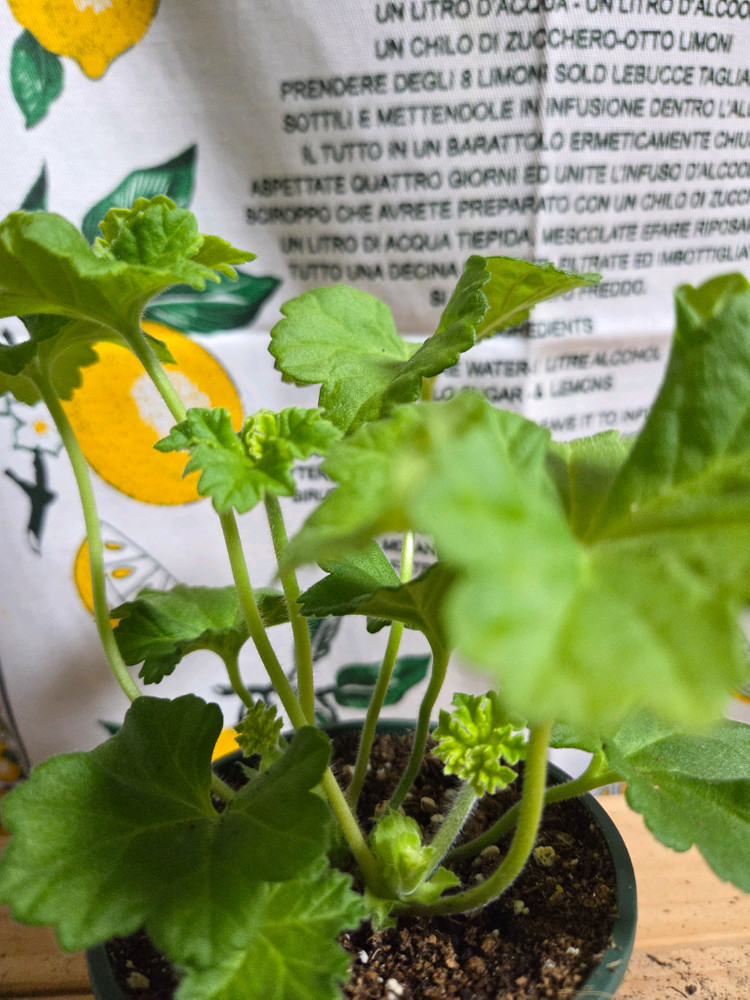 제라늄 3종분양 ㅡ 심카펠라 ㆍ맛있는조각ㆍ북안드로메다--3