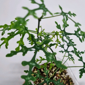 아데니아 페리에리