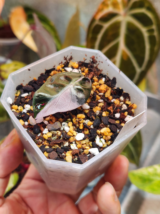 알로카시아 하트벌룬 핑크바리에가타 2개체--4