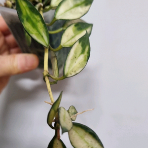 호야 라쿠노사 바리에가타