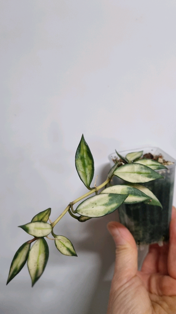 호야 라쿠노사 바리에가타--1