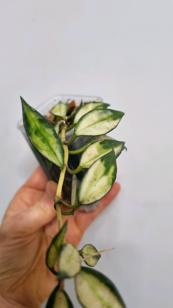 호야 라쿠노사 바리에가타--2