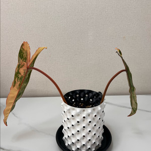 필로덴드론 빌리에티에 바리에가타