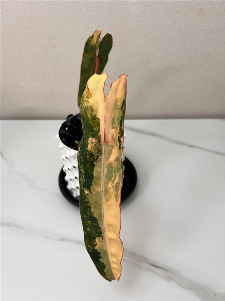 필로덴드론 빌리에티에 바리에가타--1