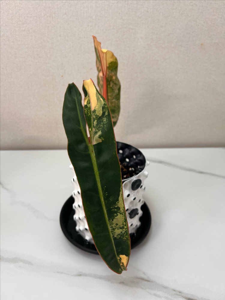 필로덴드론 빌리에티에 바리에가타--2