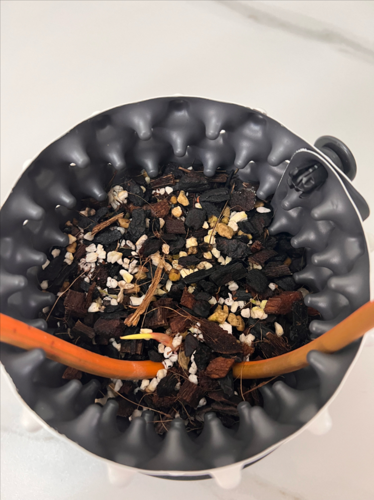 필로덴드론 빌리에티에 바리에가타--4