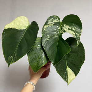 몬스테라 믹스드민트