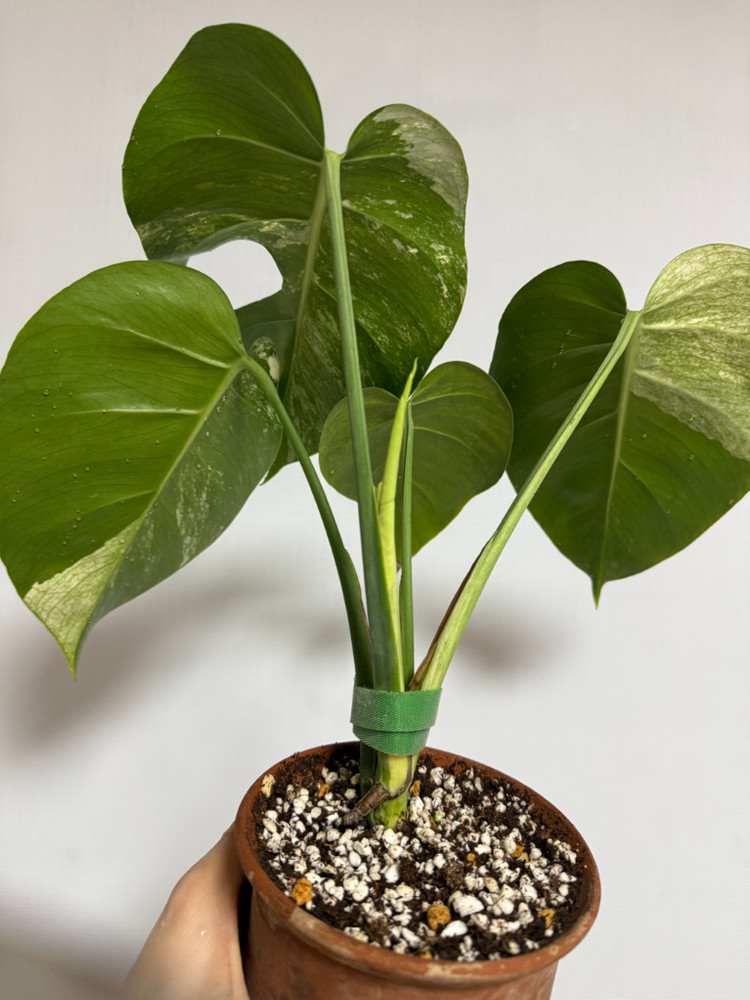 몬스테라 믹스드민트--1