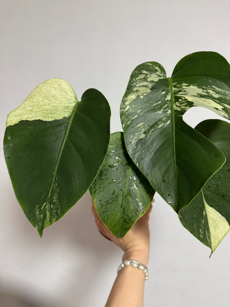몬스테라 믹스드민트--2