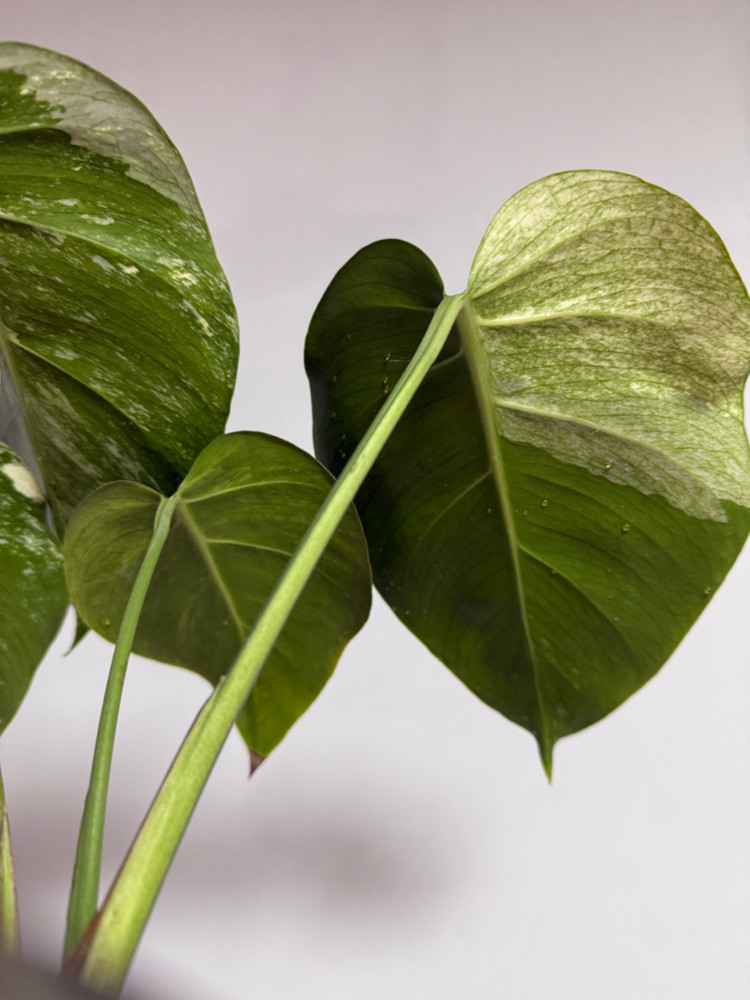 몬스테라 믹스드민트--3